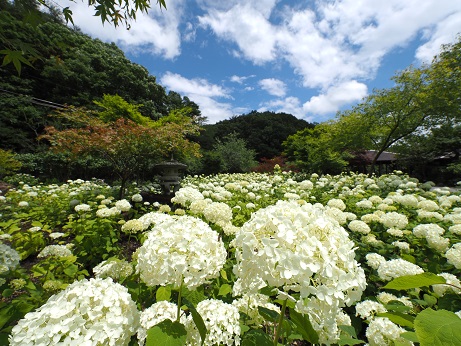 紫陽花ギャラリー（白系〜ピンク系〜赤系）